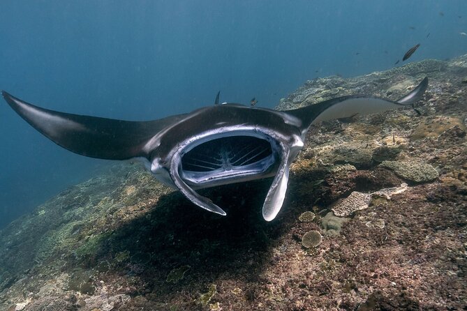 Snorkeling Manta Rays, Land Tour Tembeling Pool & Kelingking - One day, two very different sides of Nusa Penida