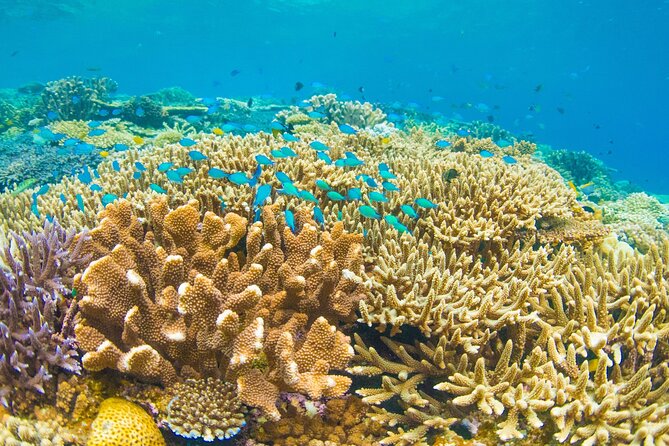 Snorkeling Manta Rays, Land Tour Tembeling Pool & Kelingking - How the shared format changes the day