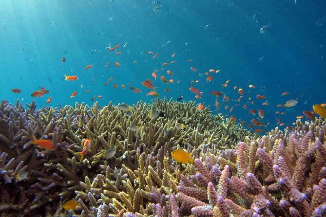Snorkeling Nusa Penida and Island Tour Package - Three Nusa Penida sites in one morning