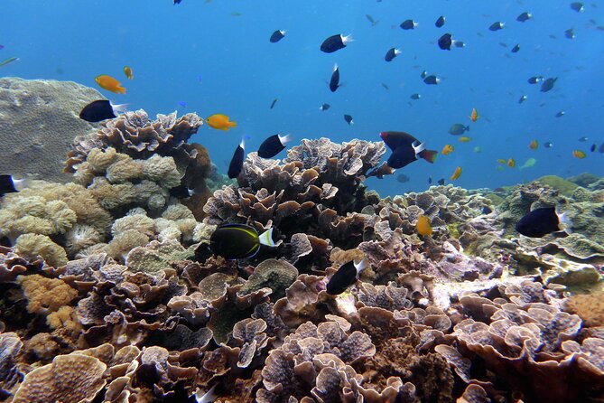 Snorkeling Nusa Penida and Island Tour Package - The mask-fit issue you should take seriously