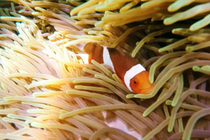Snorkeling Package at Padang Bai Blue Lagoon - A closer look at the 7:00 am start