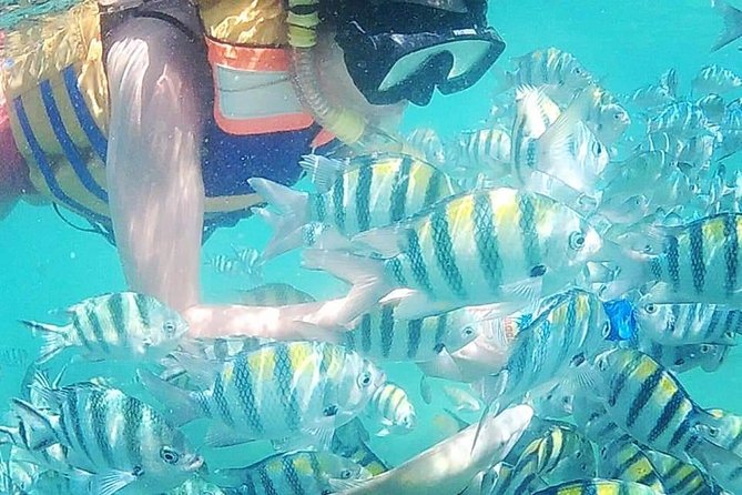 Snorkeling Tour In Gili Islands Pick Up From Lombok Or Gili - Key Points At A Glance