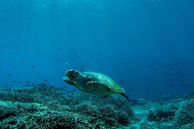 Snorkeling Trip Nusa Penida Bali - Manta Point depends on the sea