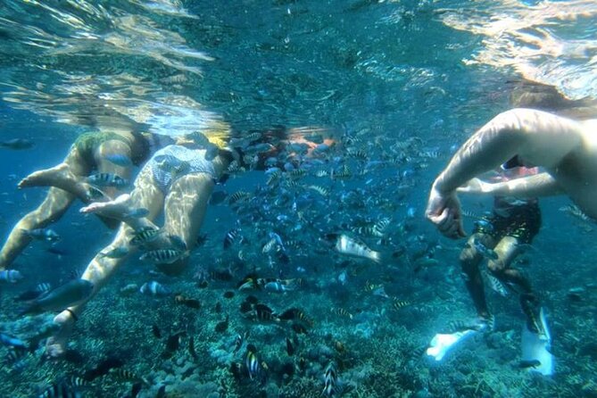Snorkeling Trips with Manta Ray from Nusa Lembongan - Stop three: Mangrove Point at Nusa Lembongan