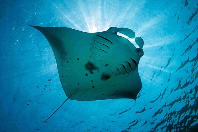 Snorkeling Trips with Manta Ray from Nusa Lembongan - Getting started at Jungutbatu
