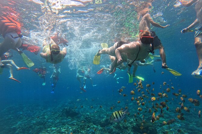 Snorkeling with Manta Rays in Their Habitat with Manta Point - What the GoPro package is really worth