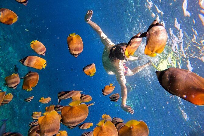Snorkeling with Manta Rays in Their Habitat with Manta Point - Is $7.71 good value?