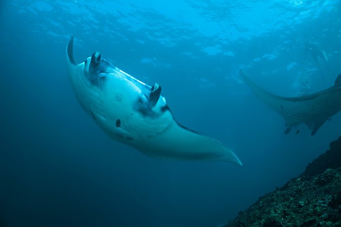 Snorkelling with Manta Rays at Nusa Penida and Lembongan - Key points at a glance