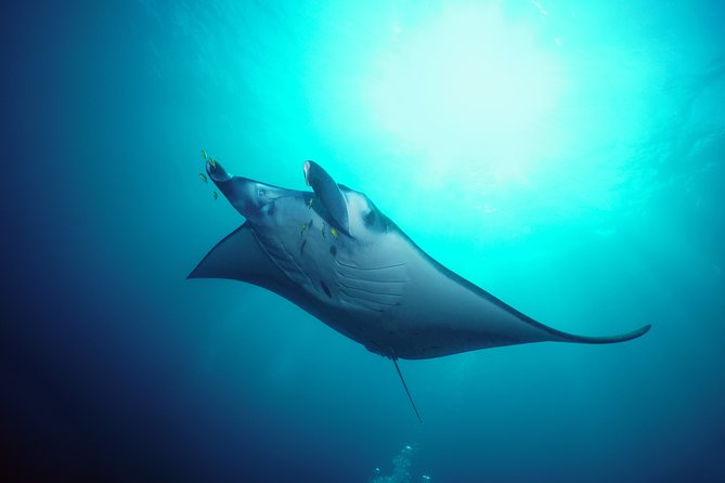 Snorkelling with Manta Rays at Nusa Penida and Lembongan - Leaving Bali early by speedboat
