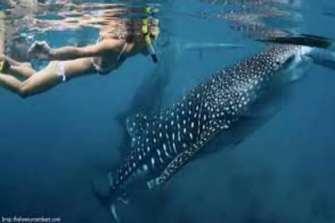 Snorkling with whale shark in teluk saleh min 2 person - Bangsal Harbor starts a long first day