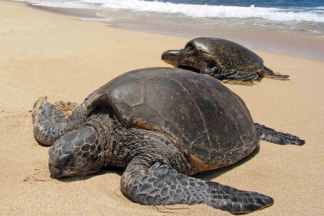 Sukamade Turtle Land Beach (2D1N) - Key points to know before you book