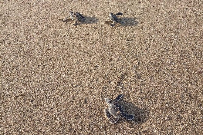 Sukamade Turtle Land Beach (2D1N) - After dark: Looking for nesting turtles