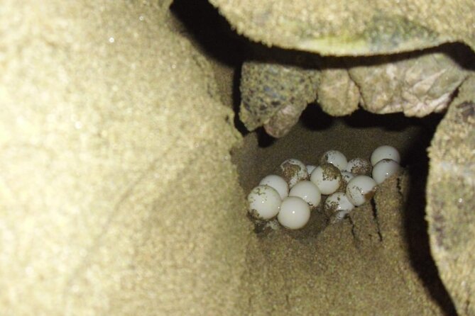 Sukamade Turtle Land Beach (2D1N) - Rajegwesi Beach and the local fishing boats