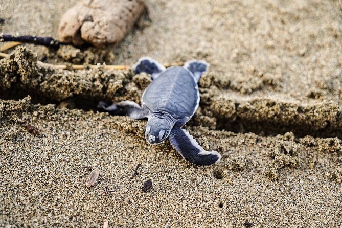 Sukamade Turtle Land Beach (2D1N) - What the $165 price includes