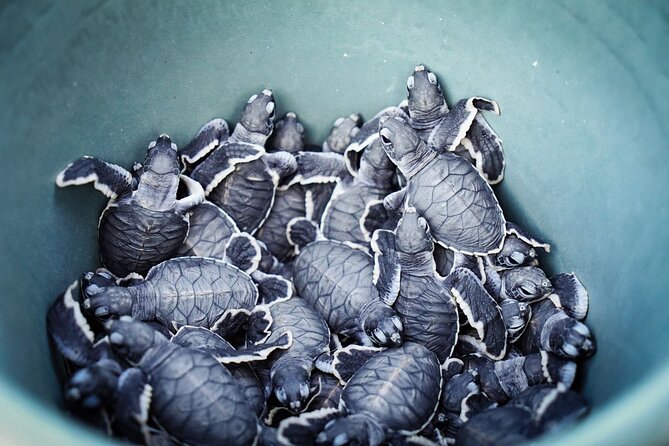 Sukamade Turtle Land Beach (2D1N) - Who should book this overnight trip
