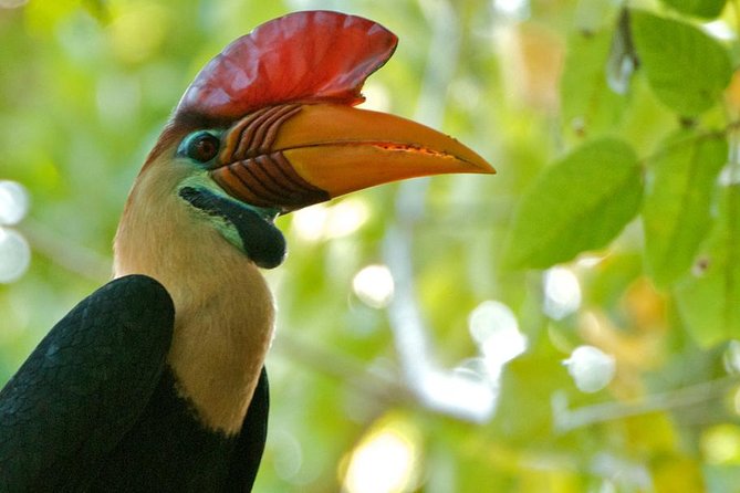 Sulawesi Tangkoko National Park Private Tour - Why Tangkoko is worth the long day from Manado