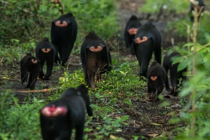 Sulawesi Tangkoko National Park Private Tour - An 8:30 am start and the road from Manado