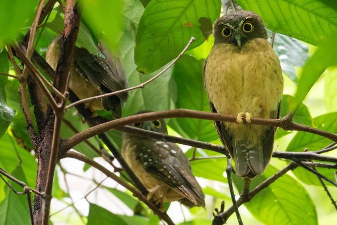 Sulawesi Tangkoko National Park Private Tour - Finding the tarsiers in their daytime hiding place