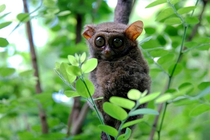 Sulawesi Tangkoko National Park Private Tour - What the $99 price really covers