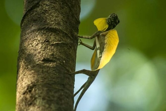 Sulawesi Tangkoko National Park Private Tour - The return to Manado and the timing to watch