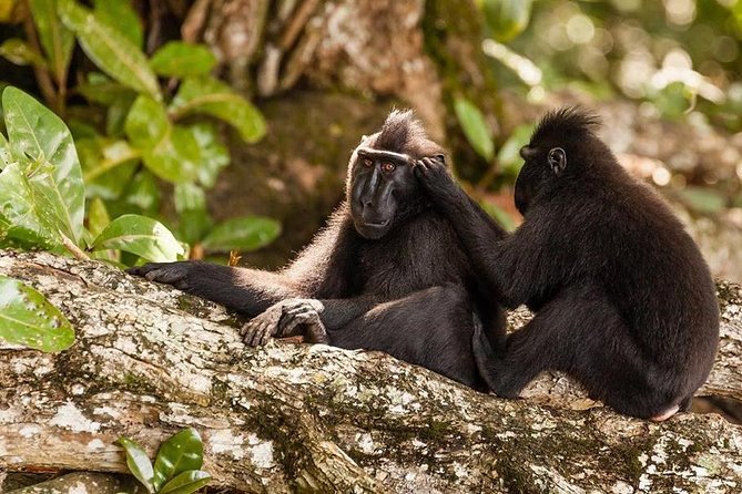 Sulawesi Tangkoko National Park Private Tour - Inside Tangkoko: briefing, forest walk, and wildlife search
