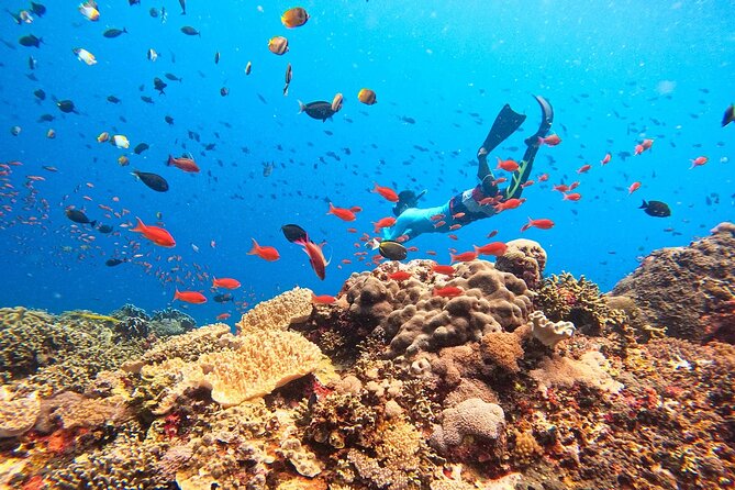 Swim with Manta Rays: Snorkeling Day Trip from Bali - A manta-ray day that starts in Sanur