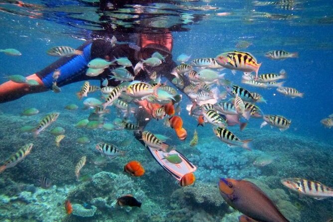 Swim with Manta Rays: Snorkeling Day Trip from Bali - The fast boat makes the day practical, not leisurely