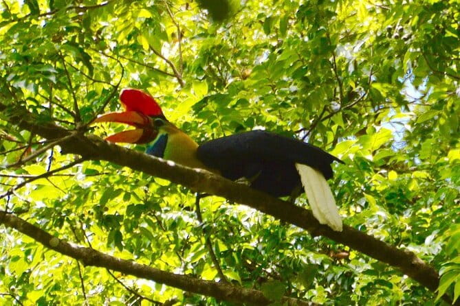 Tangkoko Bitung Manado Nature Tourism Park includes lunch. - How to set expectations for wildlife