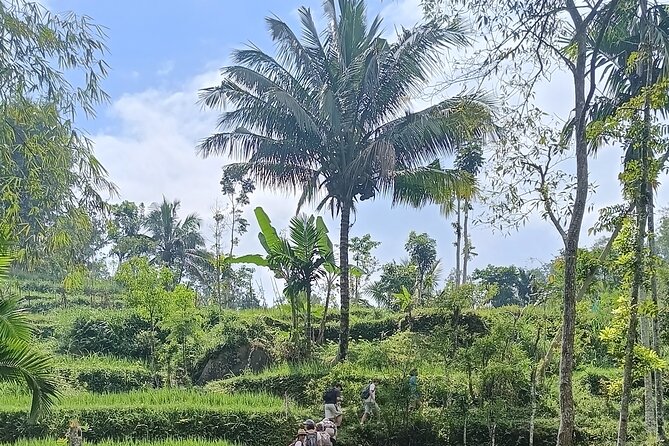 Tetebatu Guided Tour in Rice Terraces Waterfall and Monkey Forest - Why Tetebatu makes a good day away from Lombok’s beaches