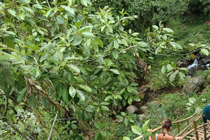Tetebatu Guided Tour in Rice Terraces Waterfall and Monkey Forest - What the $75 price really covers