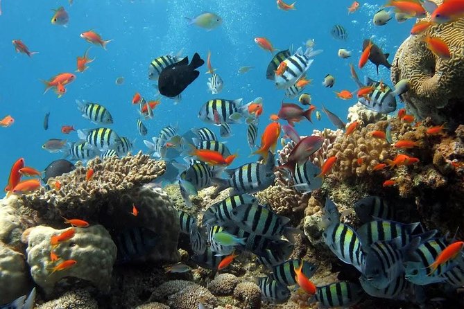 The Best 2-point Snorkeling in Padangbai: Blue lagoon and Tanjung jepun - Two snorkeling spots near Padangbai