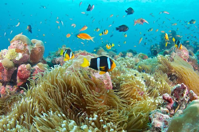 The Best 2-point Snorkeling in Padangbai: Blue lagoon and Tanjung jepun - Tanjung Jepun comes first at 9:00 am