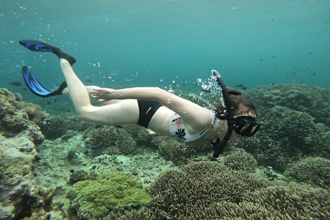 Three Islands Snorkeling (3 Spots) Manta Rays - From Lembongan - Manta Bay brings the biggest payoff