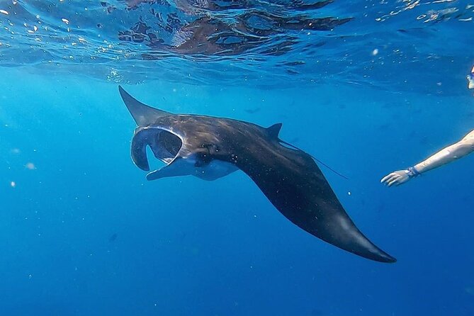 Three Islands Snorkeling (3 Spots) Manta Rays - From Lembongan - Who will enjoy this trip most