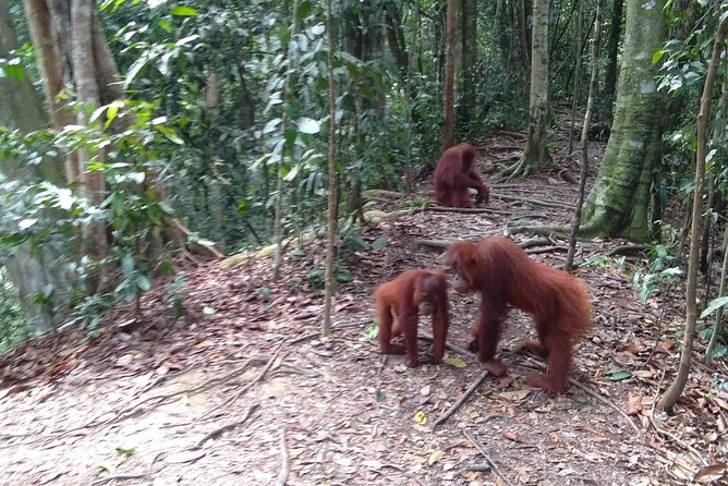 TOUR PACKAGE (jungle trekking, taxi, Room) 4 DAYS 3 NIGHTS in BUKIT LAWANG - The first jungle morning at 9:00 AM