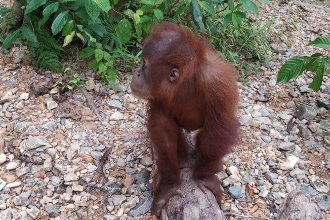TOUR PACKAGE (jungle trekking, taxi, Room) 4 DAYS 3 NIGHTS in BUKIT LAWANG - Who will enjoy this most