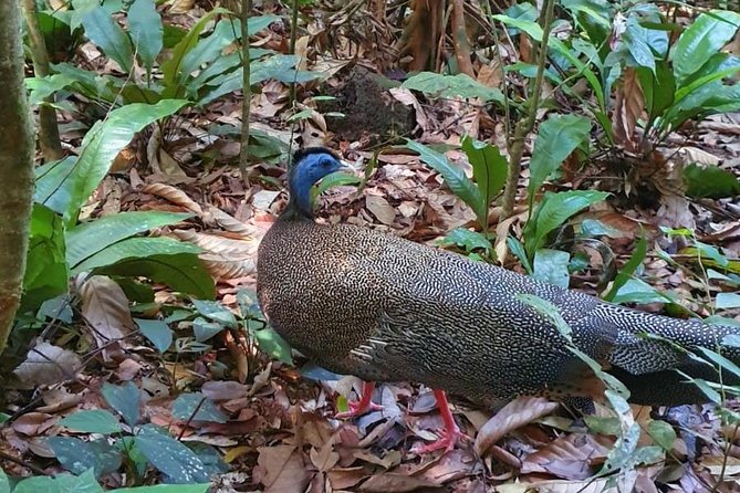 TOUR PACKAGE (jungle trekking, taxi, Room) 4 DAYS 3 NIGHTS in BUKIT LAWANG - Should you book the four-day package?