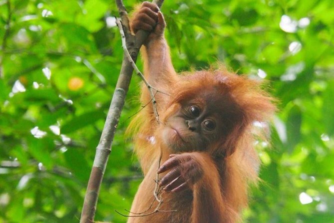 TOUR PACKAGE (jungle trekking, taxi, Room) 4 DAYS 3 NIGHTS in BUKIT LAWANG - Lunch, camp, and a night beside the river