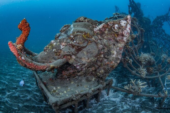 Try Dive Program in the Biorock Pemuteran - Is $51.67 a fair price?