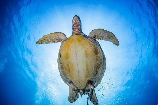 Try Dive Program in the Biorock Pemuteran - Who should book this introduction?