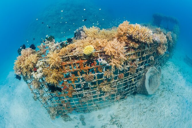 Try Dive Program in the Biorock Pemuteran - What the overall experience gets right