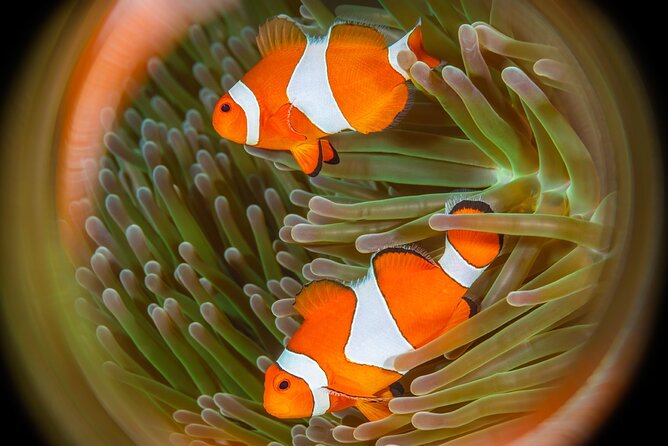 Try Dive Program in the Biorock Pemuteran - The pool session turns theory into muscle memory