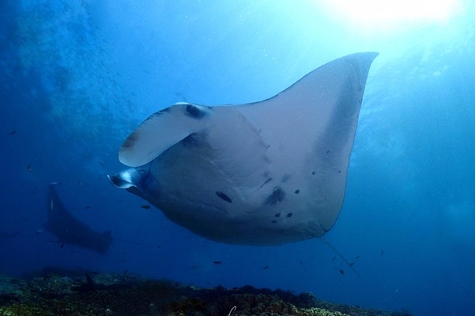 Try Diving in Manta Point - Nusa Penida - Why Manta Point is such a strong first underwater experience