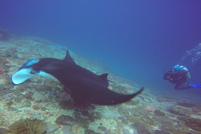 Try Diving in Manta Point - Nusa Penida - Your morning at Neptune Scuba Diving in Sanur