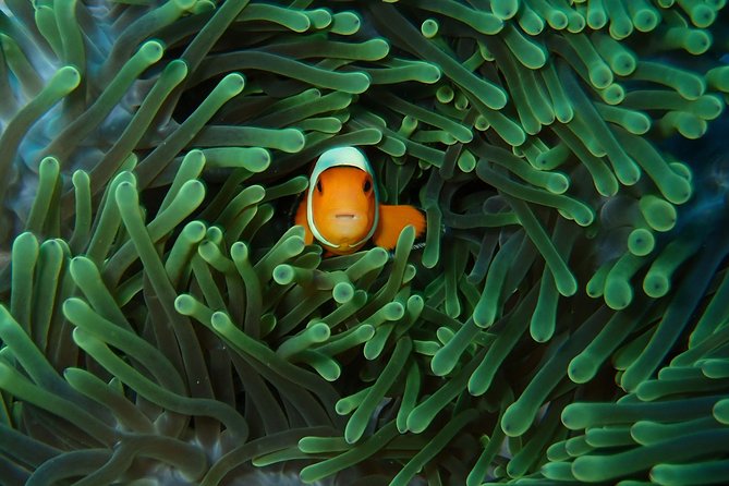 Try Diving in Nusa Lembongan - Penida. For beginners (with 2 ocean dives) - What this beginner course is really like