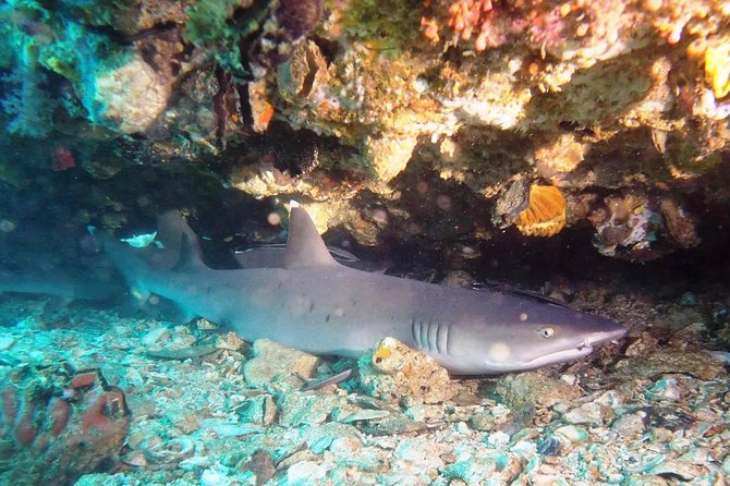 Try Scuba Diving at Padang Bai - Who should book this Padang Bai experience?