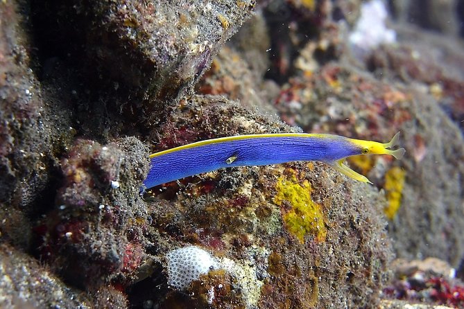 Try Scuba Diving at Tulamben Shipwreck - The first underwater session at 11:00 a.m.