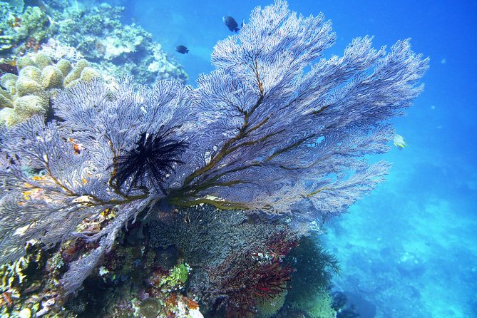 Try Scuba Diving at Tulamben Shipwreck - What the $104.90 price really covers