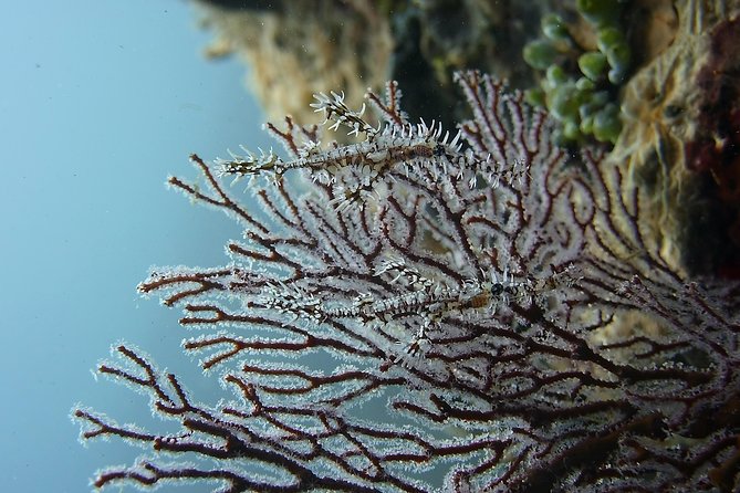 Try Scuba Diving at Tulamben Shipwreck - Who should book this Tulamben outing