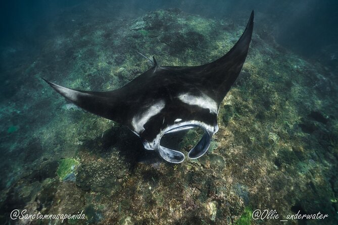 Try Scuba Diving for Beginners with manta rays (Non - Certified) - The 45-minute pool lesson comes first